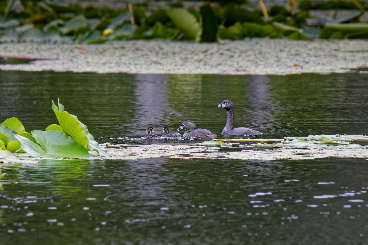 Pied-billed Grebe - ML167793081