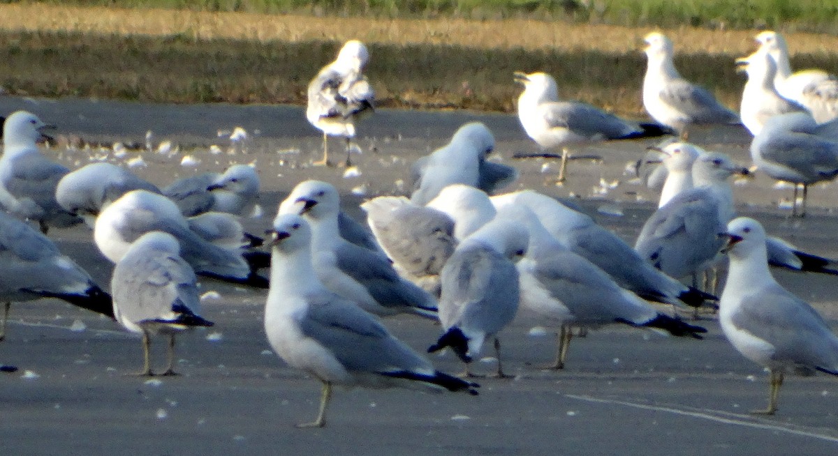 Ring-billed Gull - Mary Hall