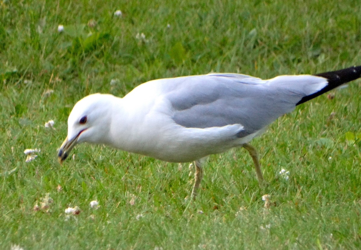 Ring-billed Gull - Mary Hall