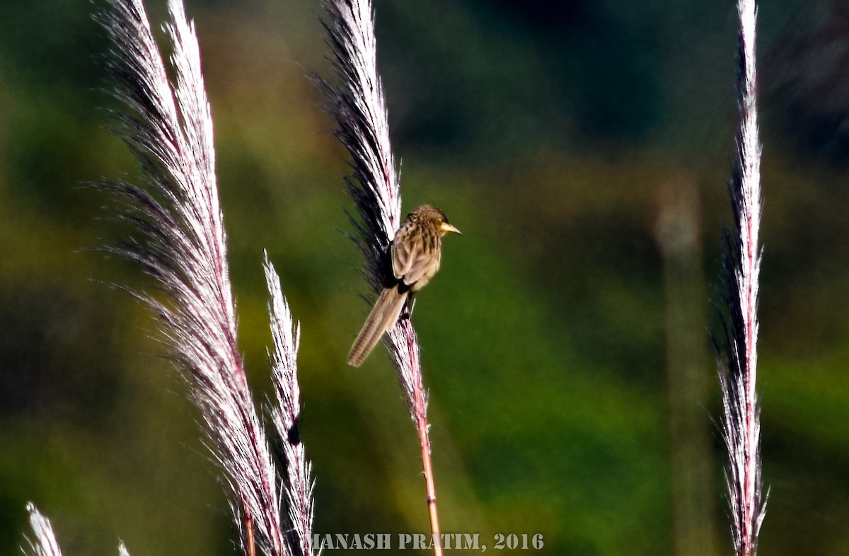 Striated Babbler - ML167794011