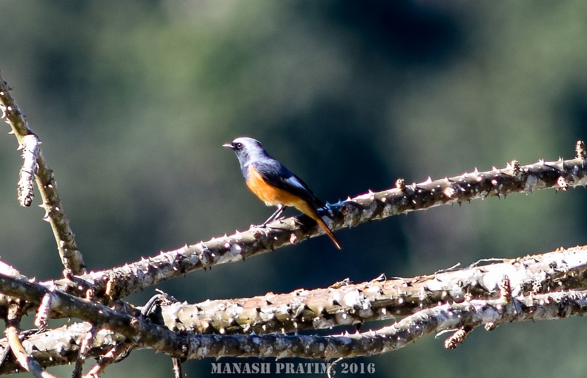 Hodgson's Redstart - ML167794081