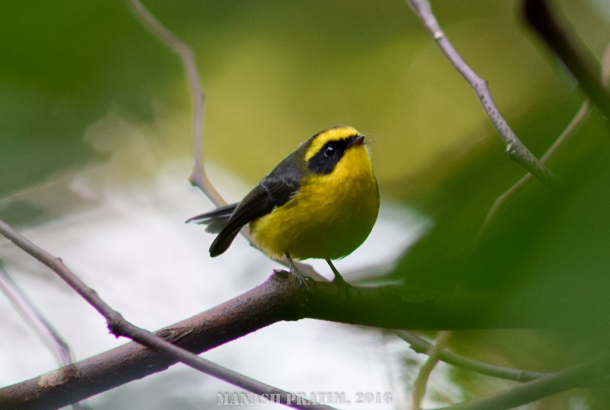 Yellow-bellied Fairy-Fantail - ML167794811