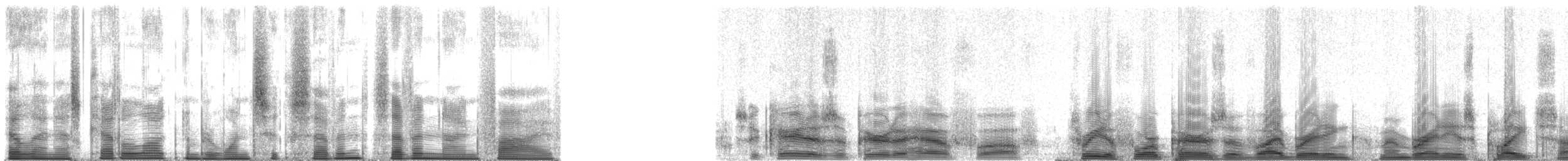 Pharaoh Cicada - ML167795