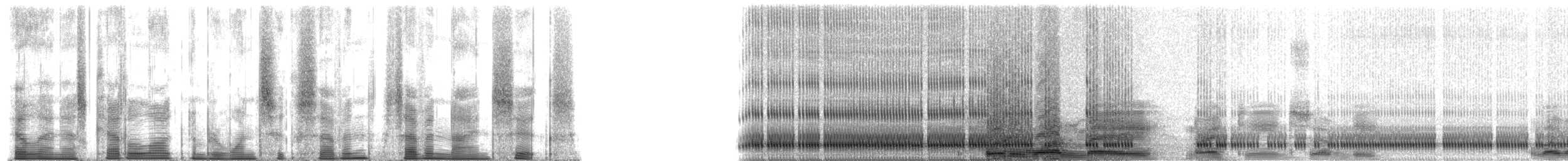 Pharaoh Cicada - ML167796