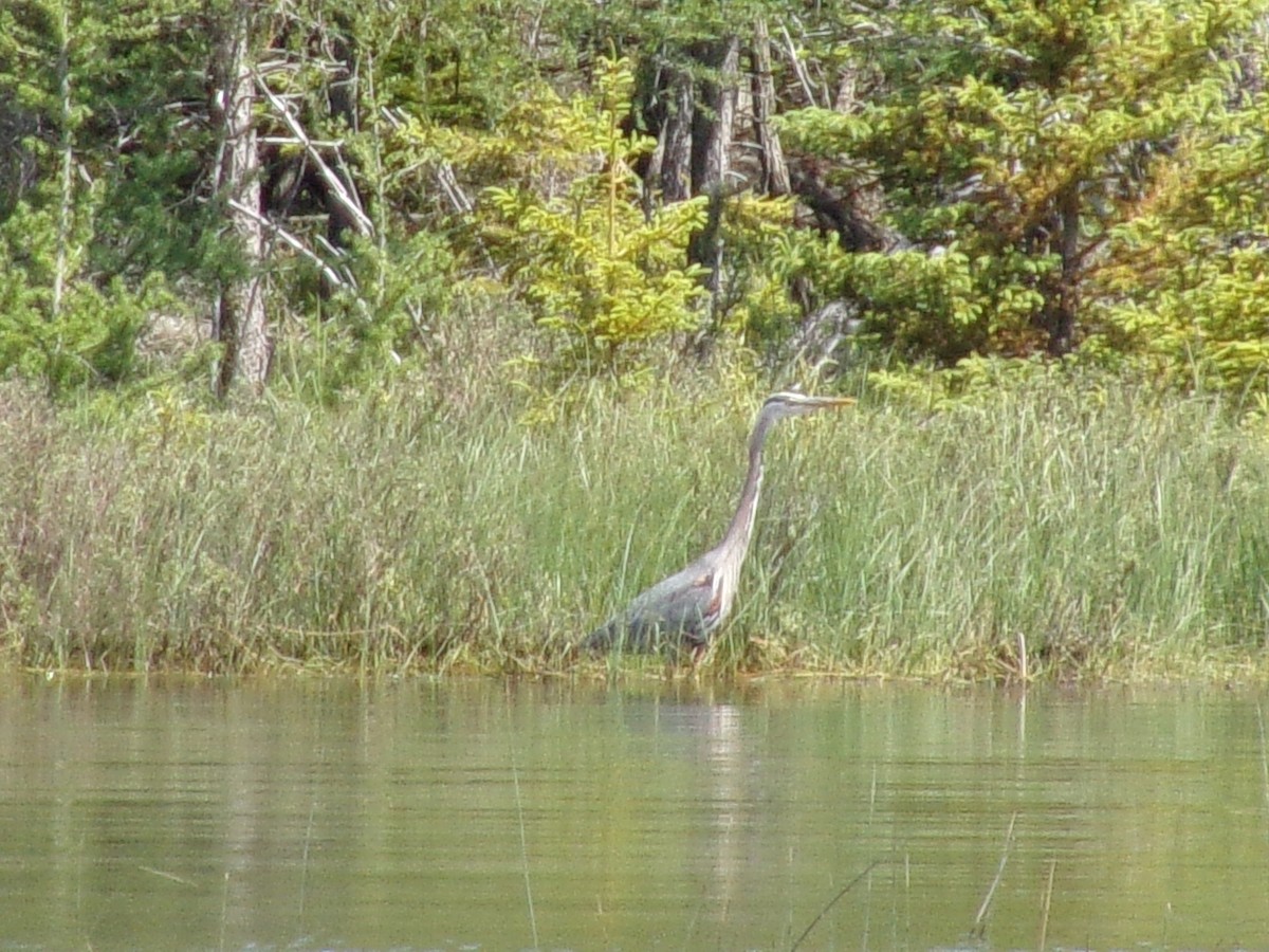 Great Blue Heron - ML167796171