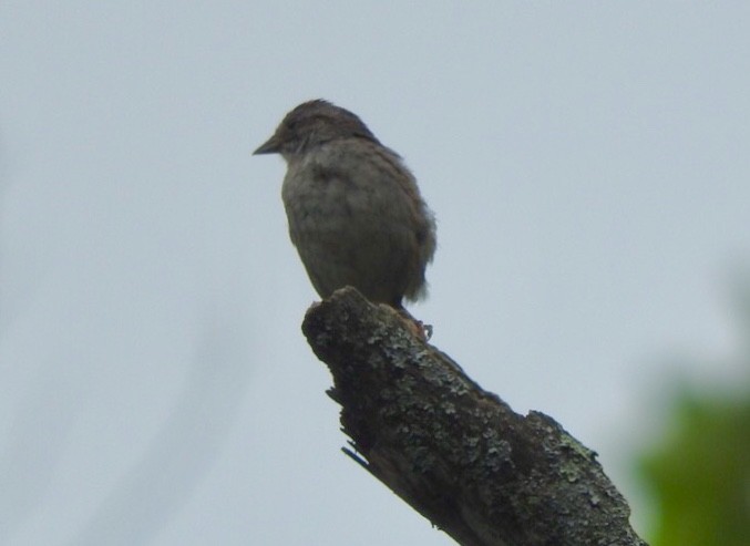 Swamp Sparrow - ML167796771