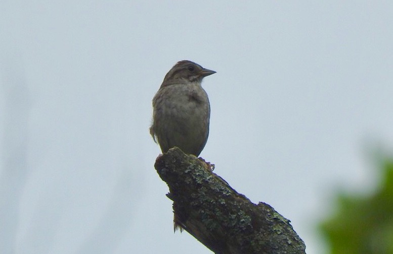 Swamp Sparrow - ML167796781