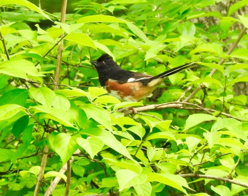 Eastern Towhee - ML167796801