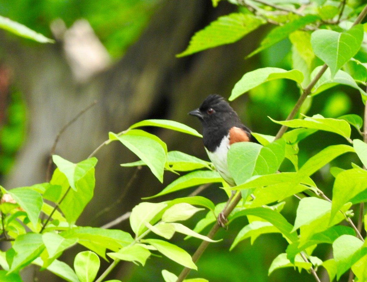 Eastern Towhee - ML167796811