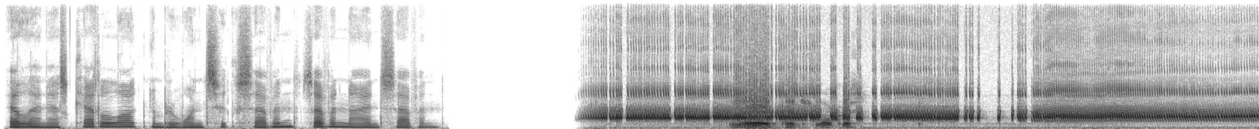 Pharaoh Cicada - ML167797