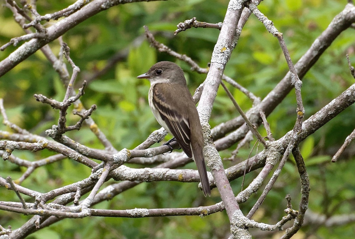 Alder Flycatcher - ML167797771