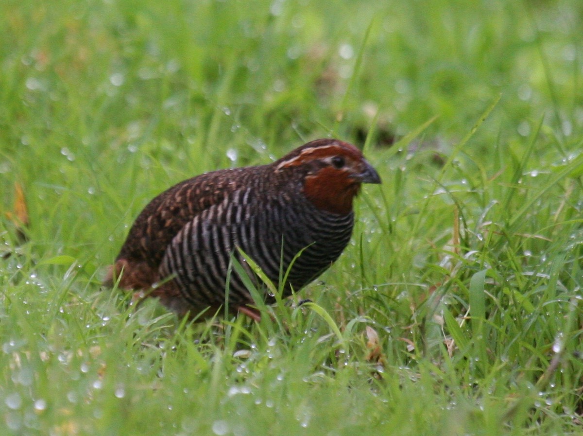 Jungle Bush-Quail - Amrish  Bidaye