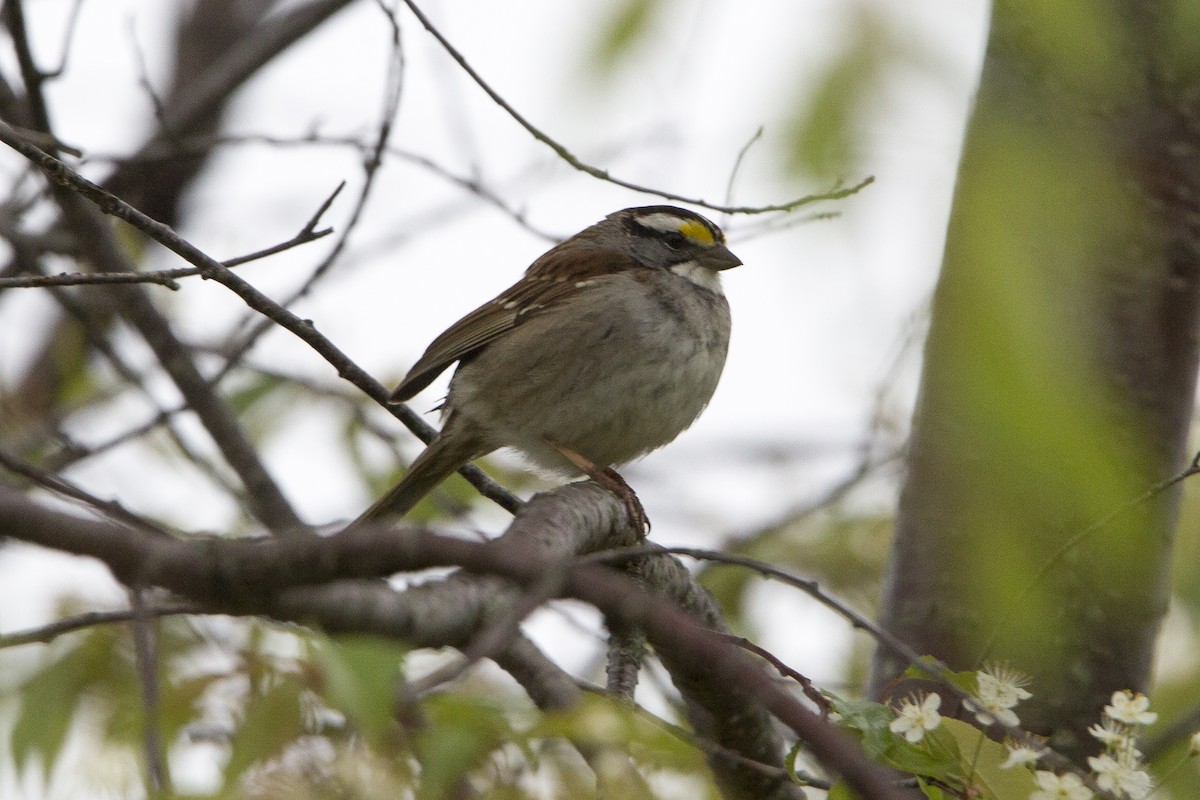 White-throated Sparrow - ML167799221