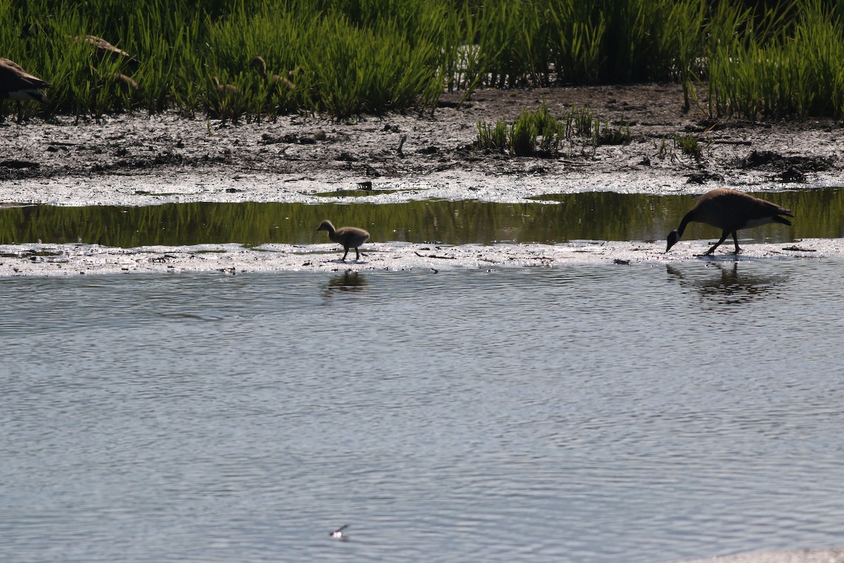 Canada Goose - ML167799411