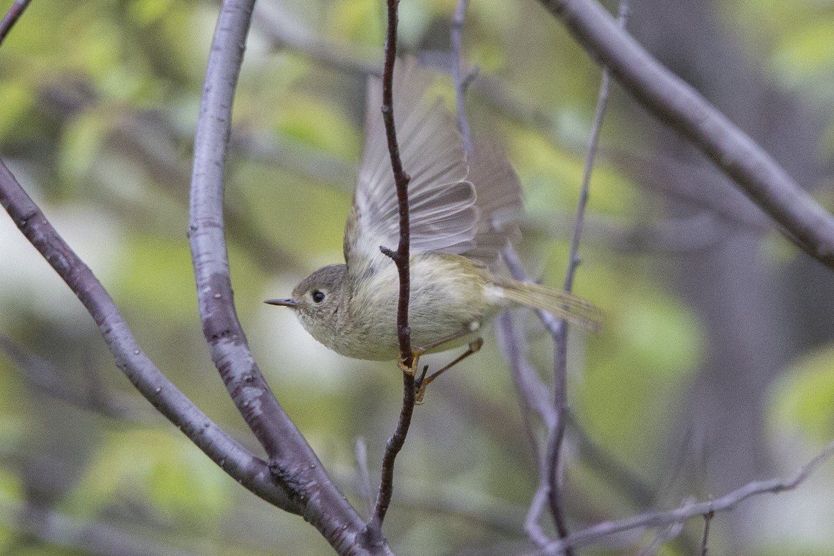 Ruby-crowned Kinglet - Peter Shelton