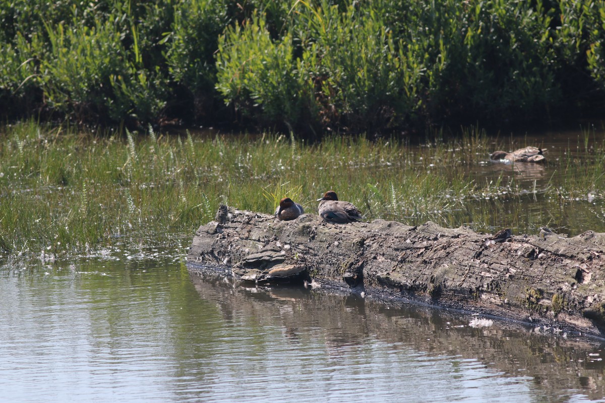 Green-winged Teal - Johnathan Hruska