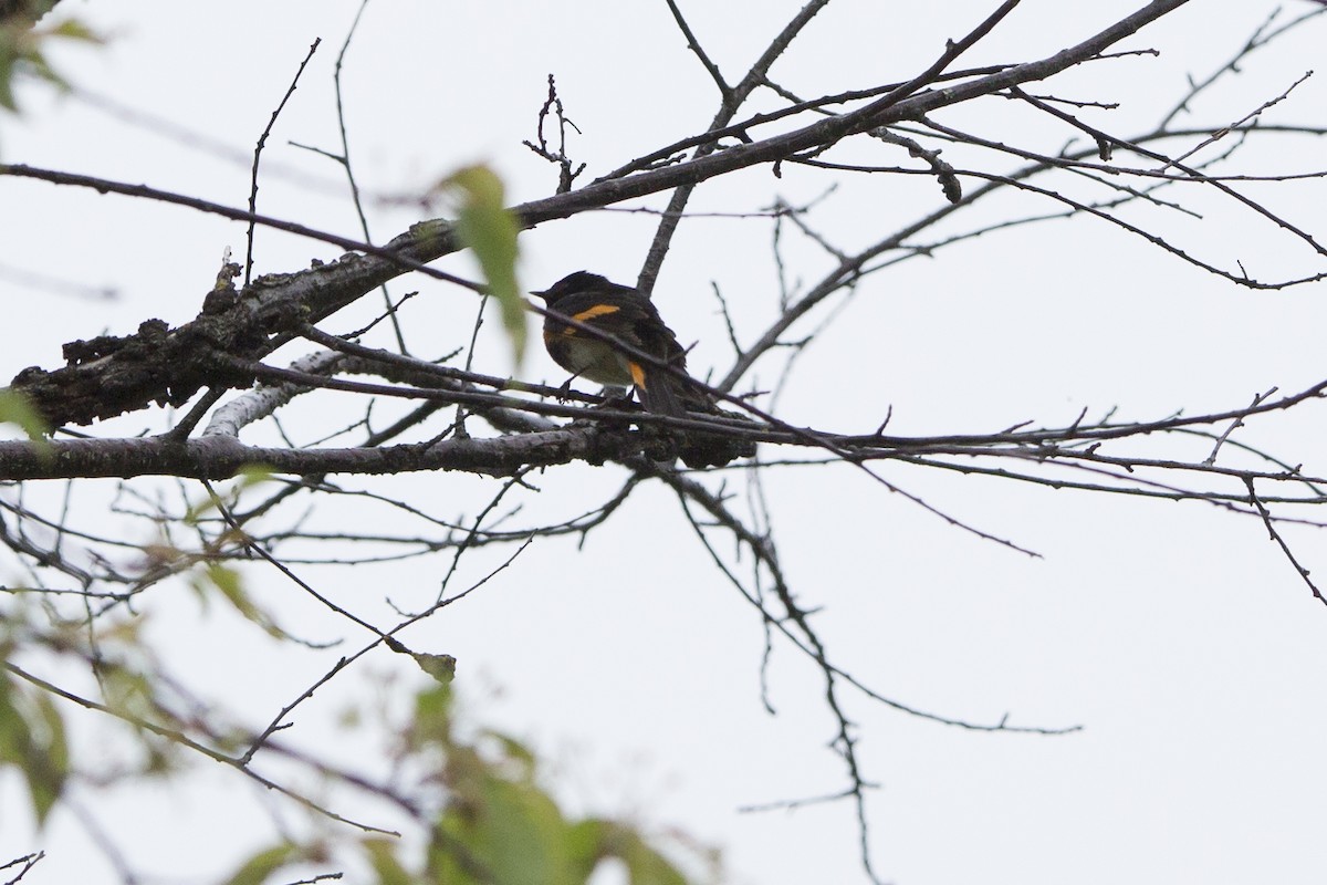 American Redstart - ML167799861