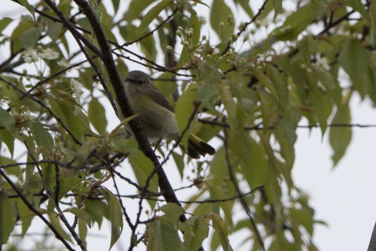 Paruline flamboyante - ML167799871