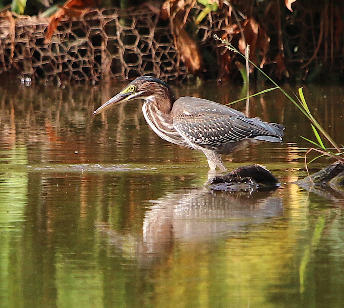 Green Heron - ML167799891
