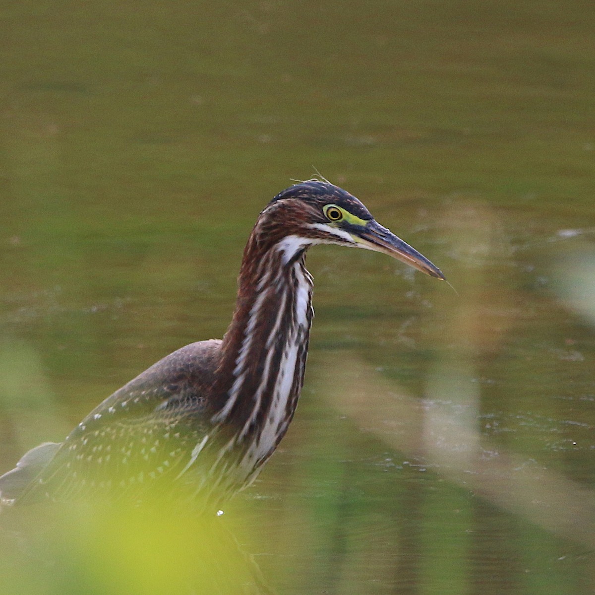 Green Heron - ML167799901