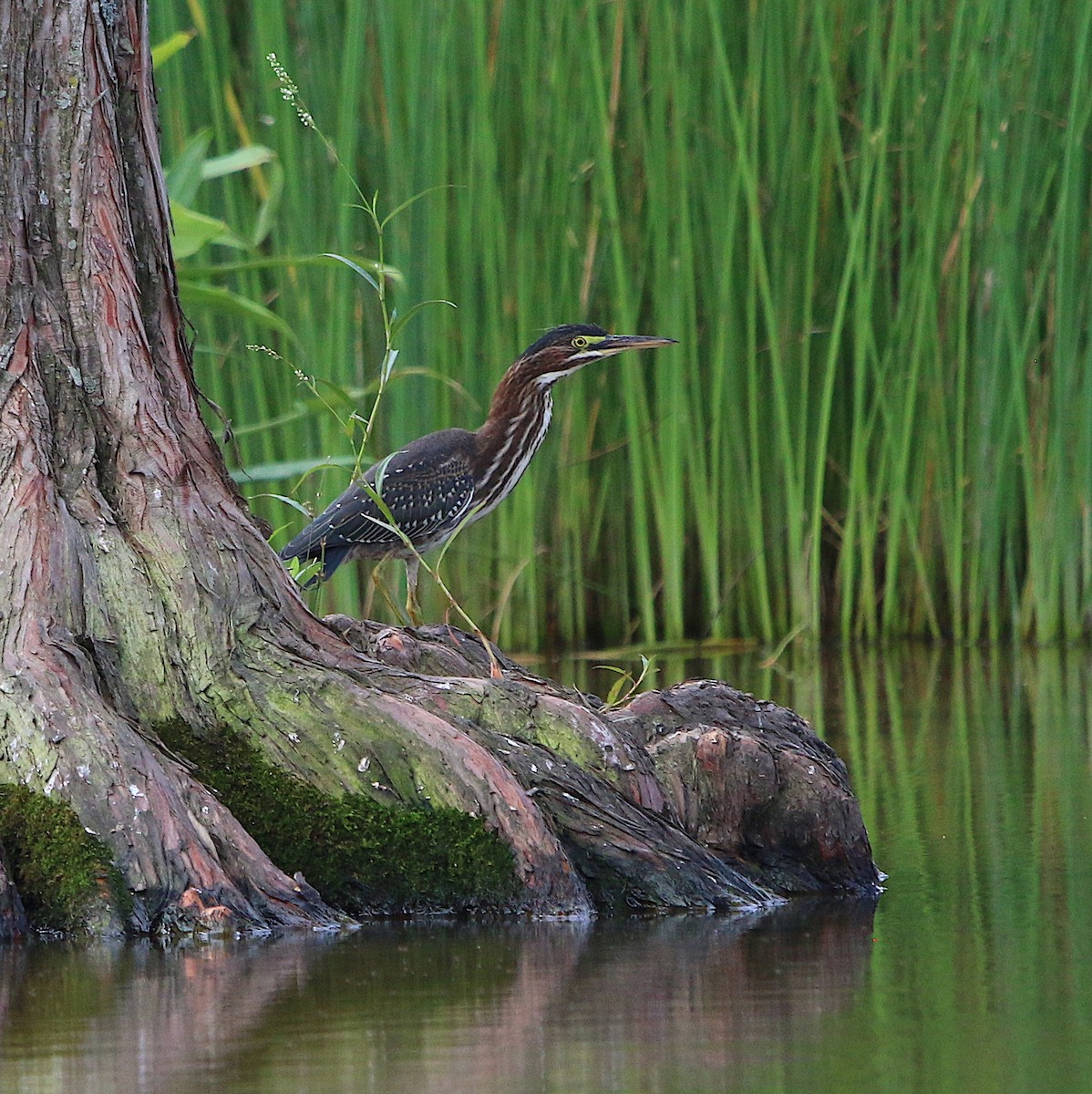 Green Heron - ML167799921