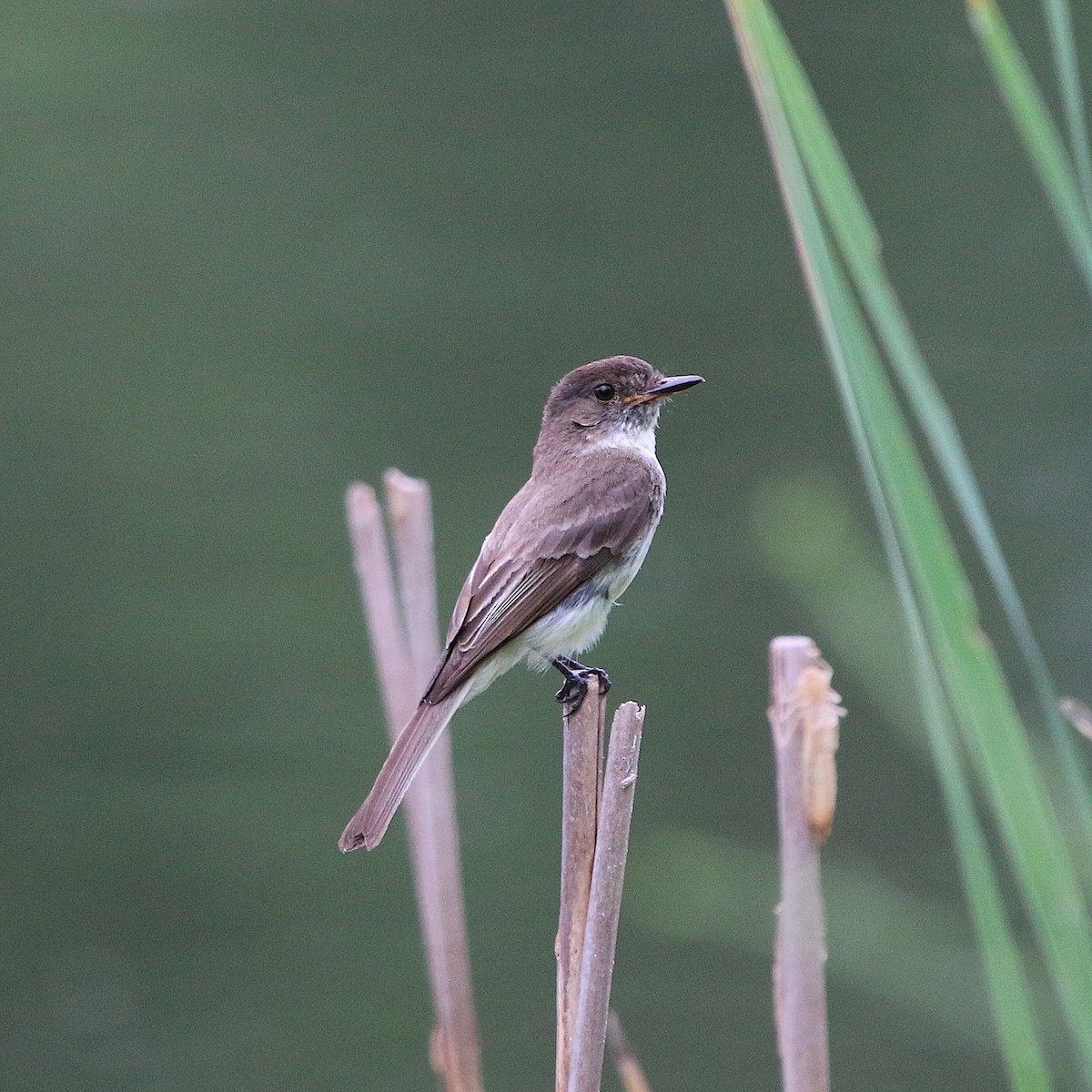 Eastern Phoebe - ML167799941