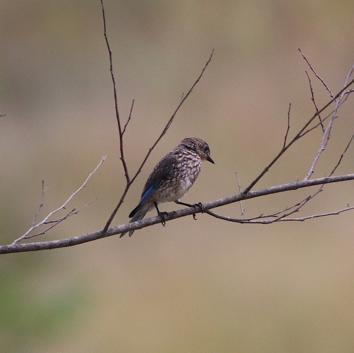 Eastern Bluebird - ML167799981