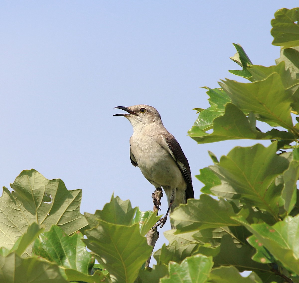 Northern Mockingbird - ML167800001
