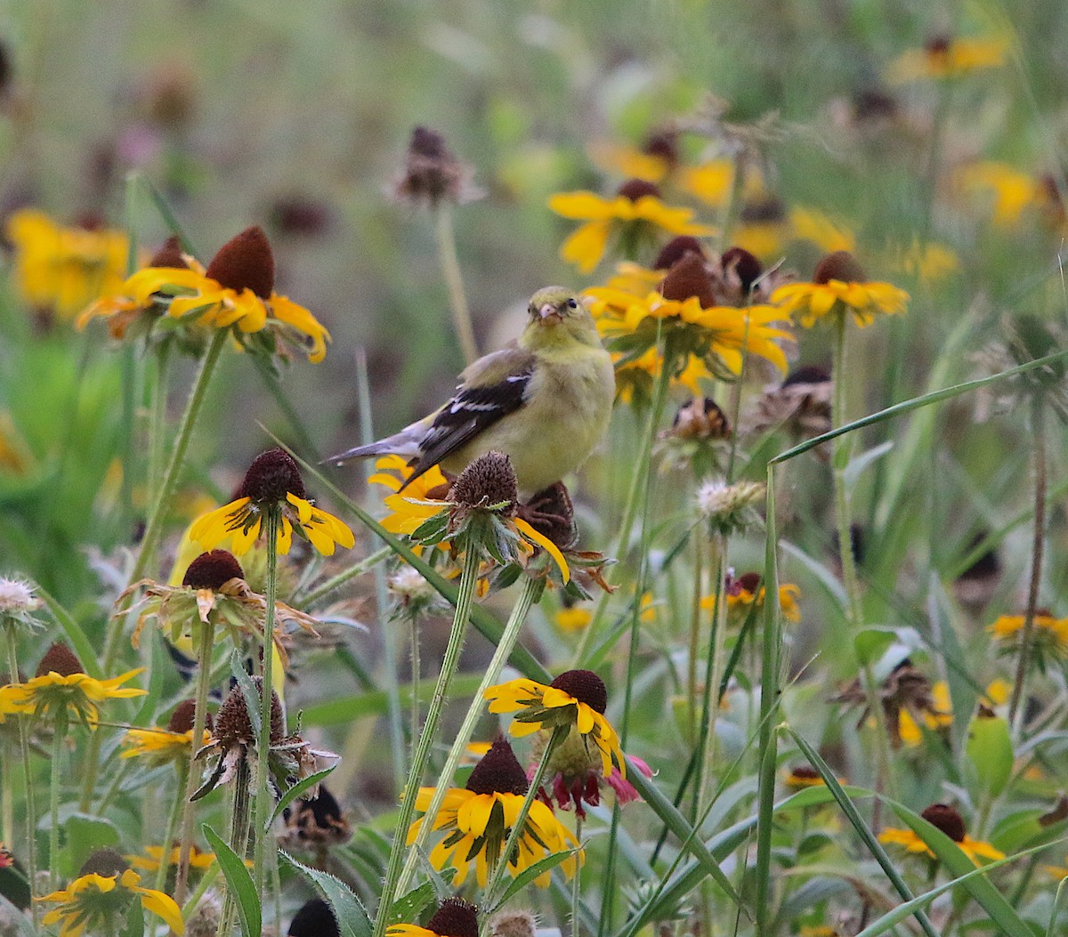 American Goldfinch - ML167800061