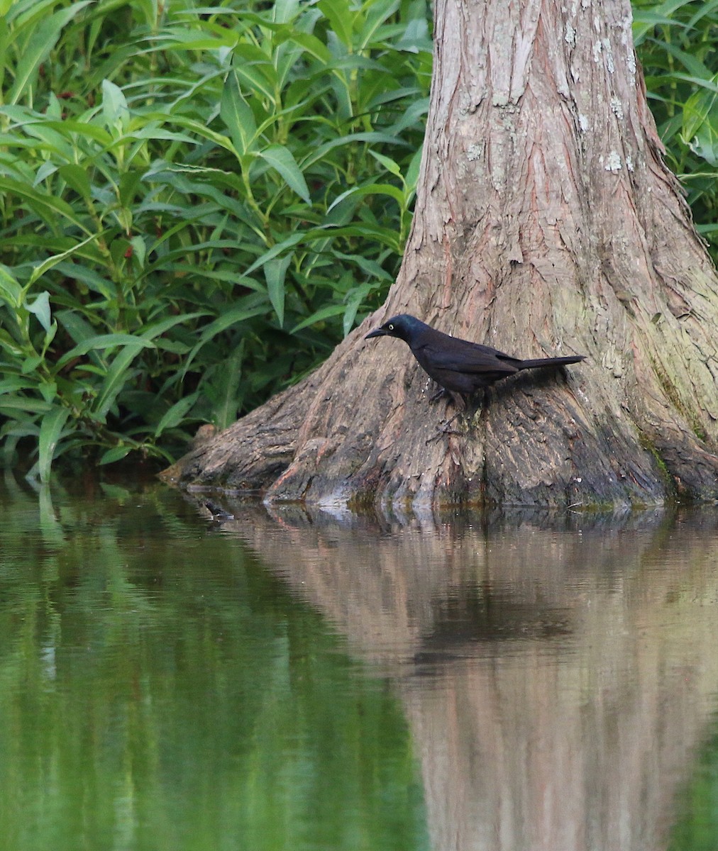 Common Grackle - ML167800101