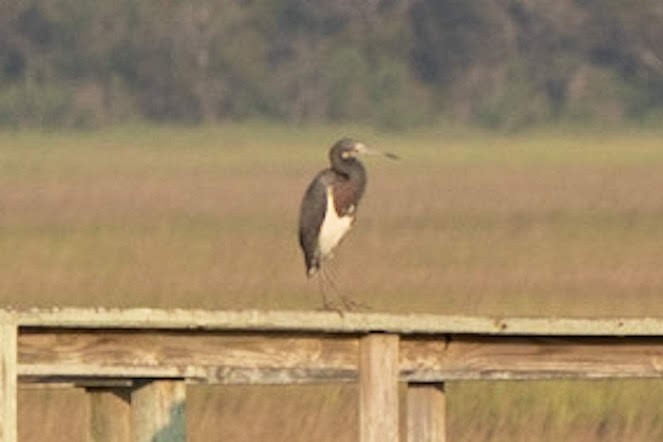 Tricolored Heron - ML167801131