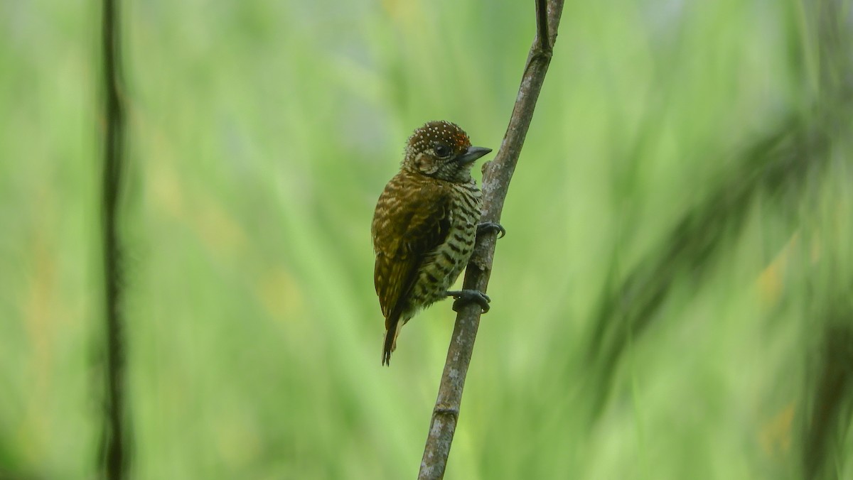 Lafresnaye's Piculet - ML167801831