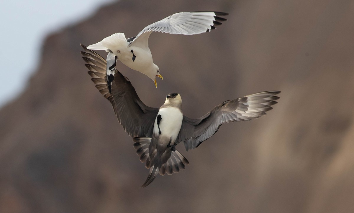 Parasitic Jaeger - ML167803841