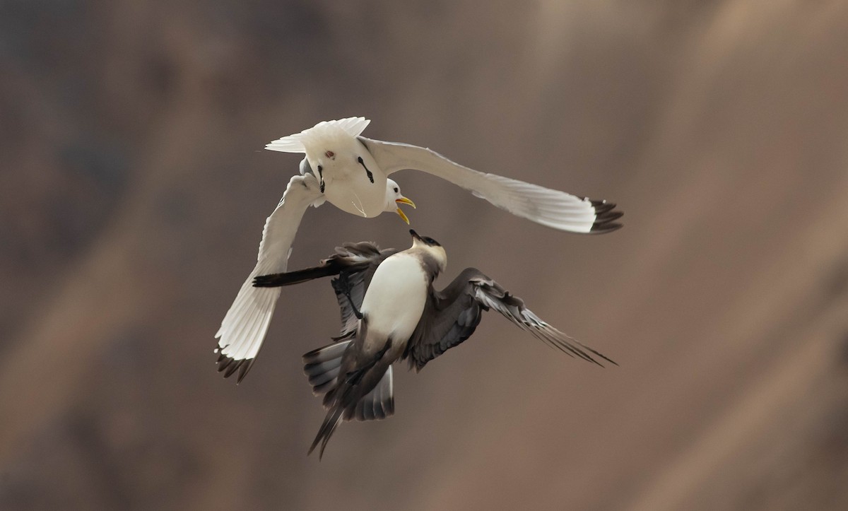 Black-legged Kittiwake - ML167803941