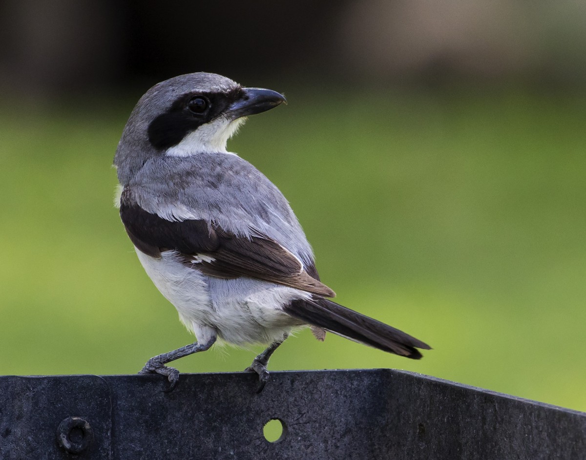 Loggerhead Shrike - ML167804491