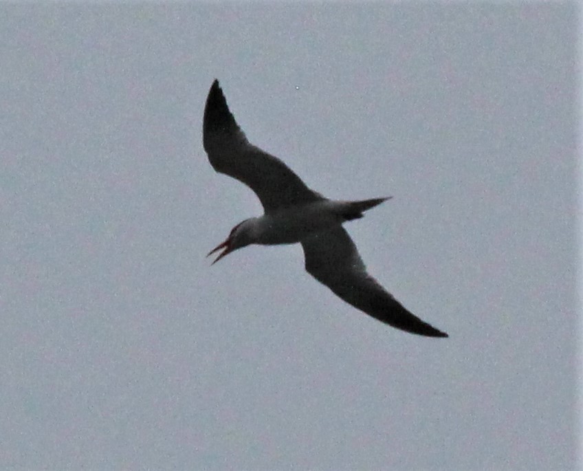 Caspian Tern - Will Wright