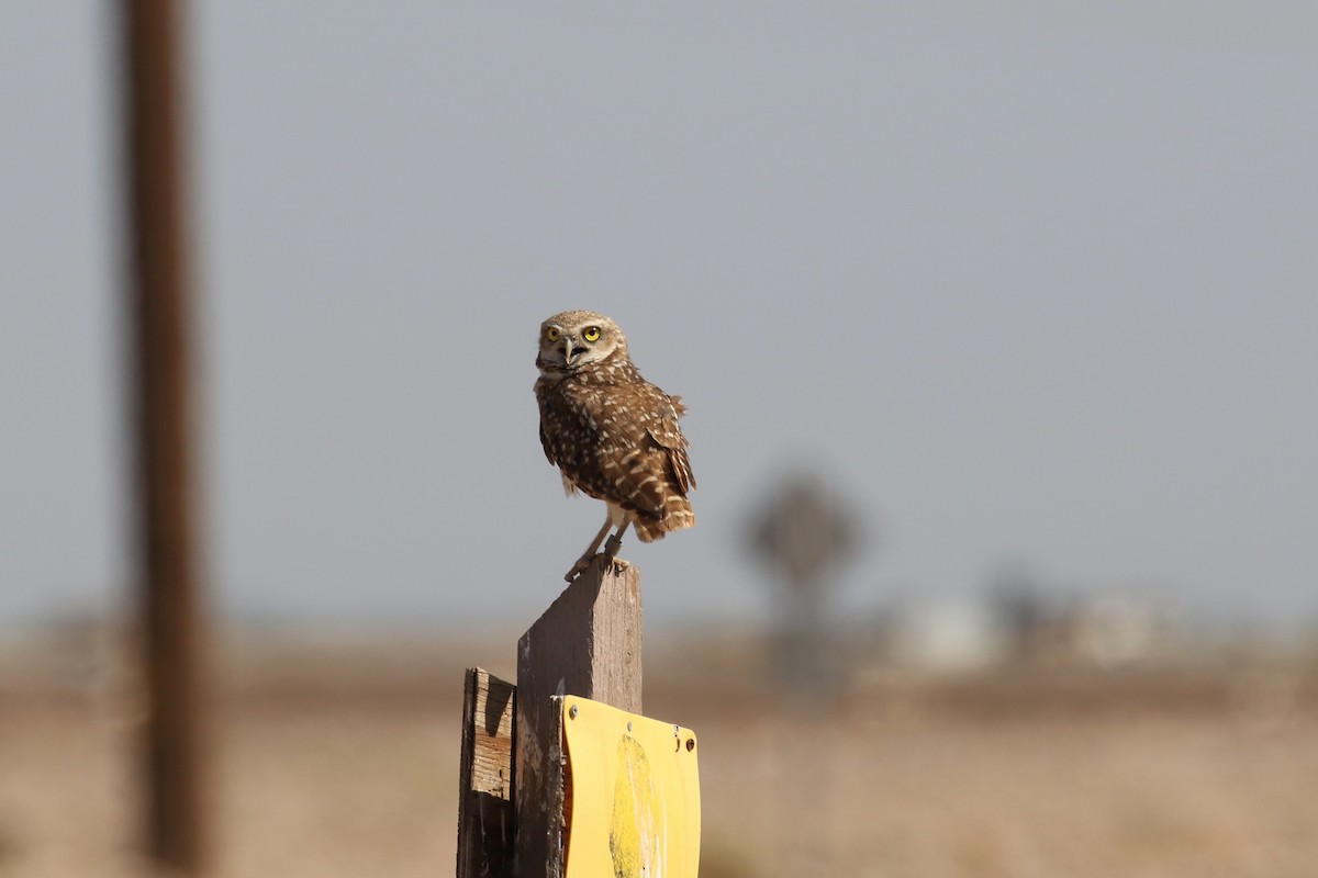 Burrowing Owl - Allen Schenck