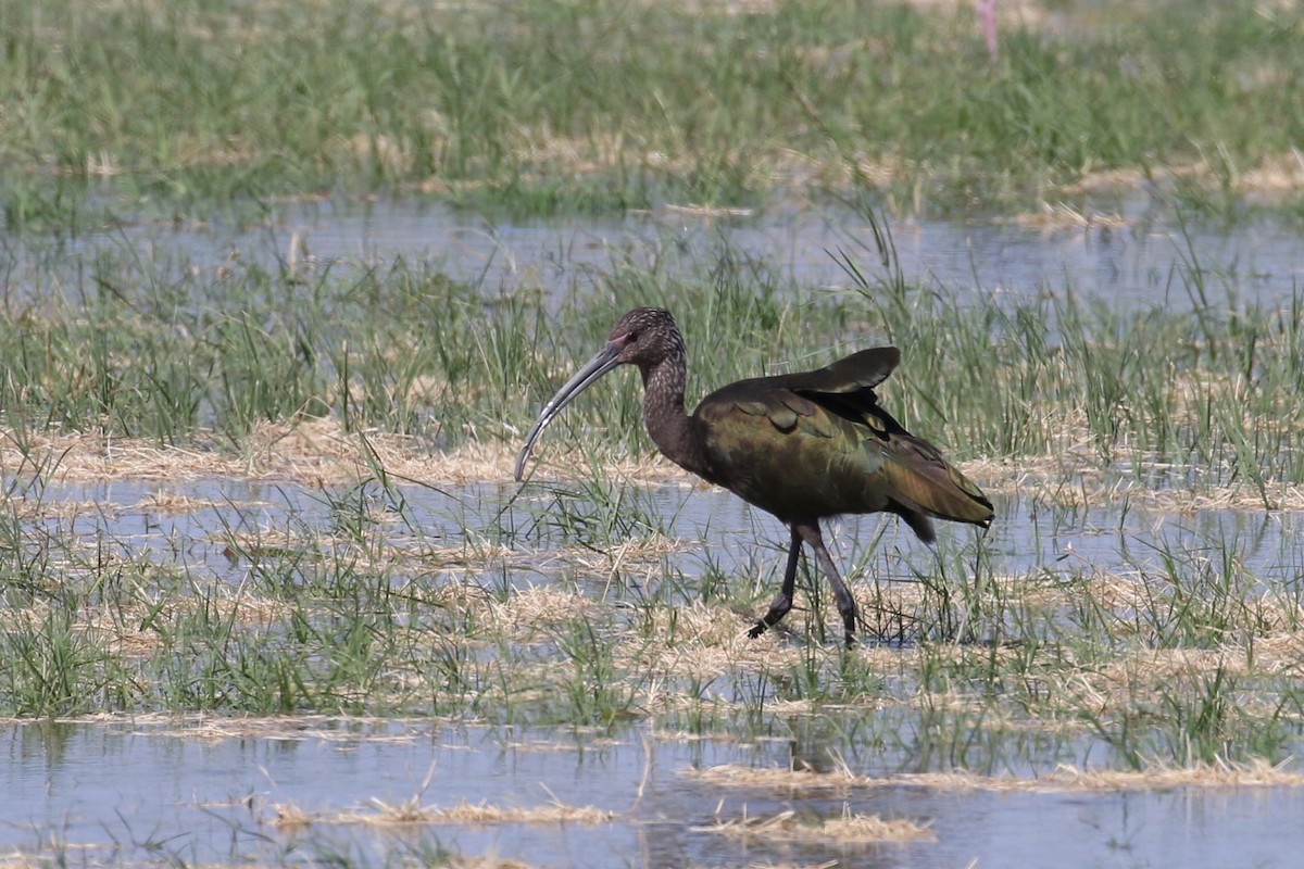 White-faced Ibis - Allen Schenck