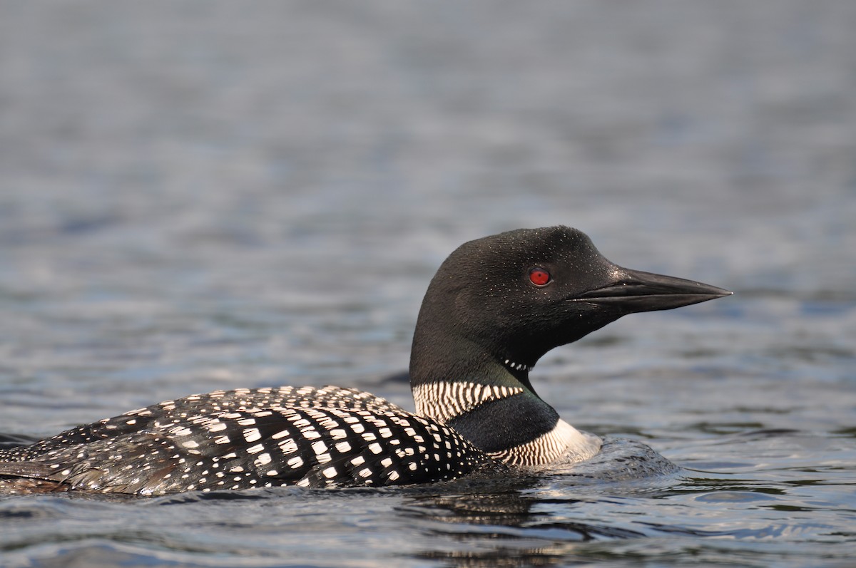 Common Loon - Chris Campton