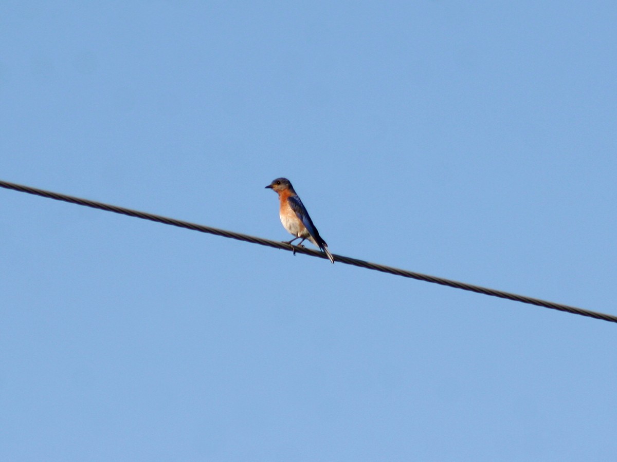 Eastern Bluebird - ML167810091