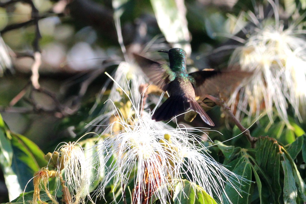 kolibřík sněhobřichý - ML167811331