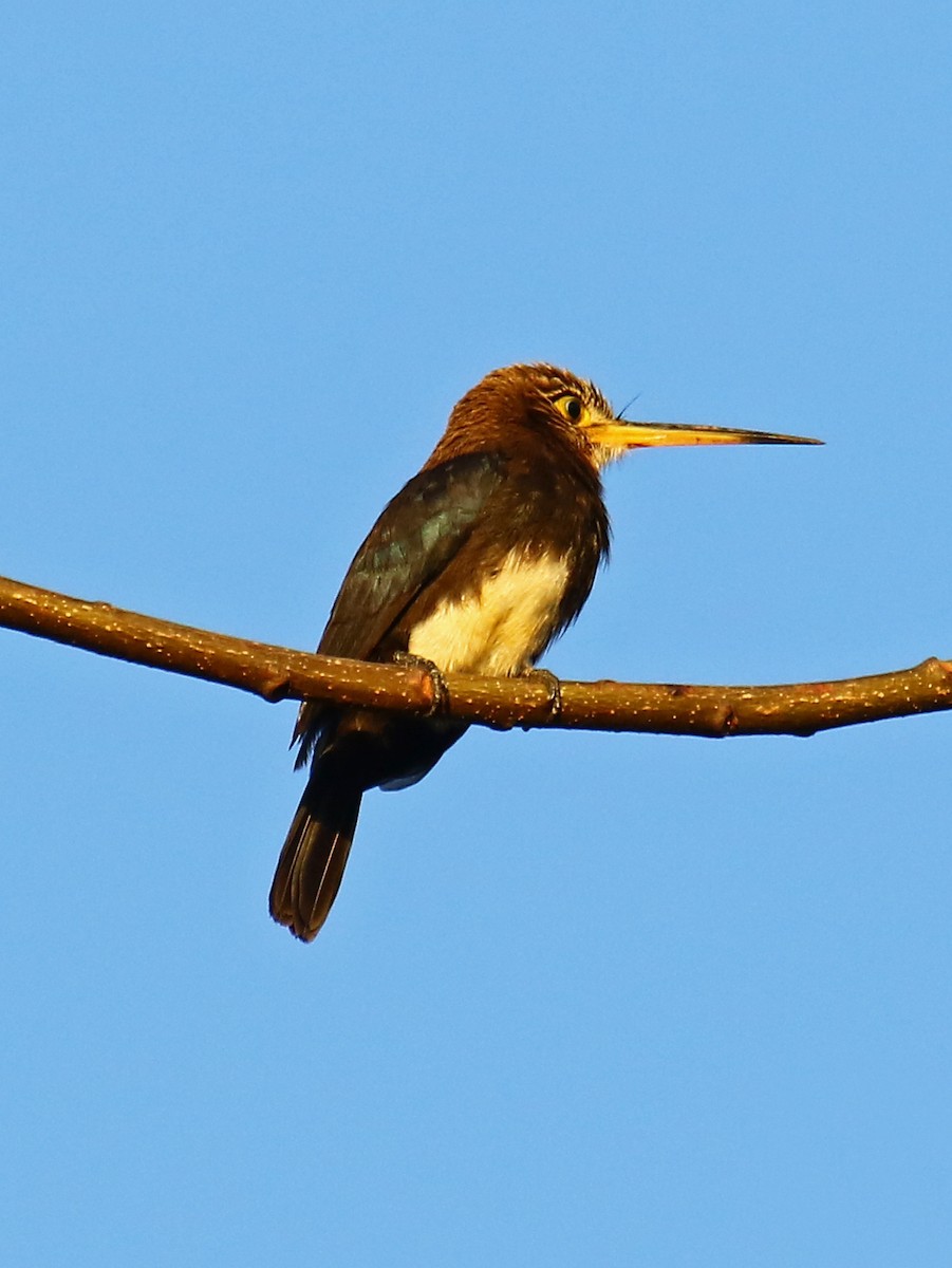 Brown Jacamar - ML167812021