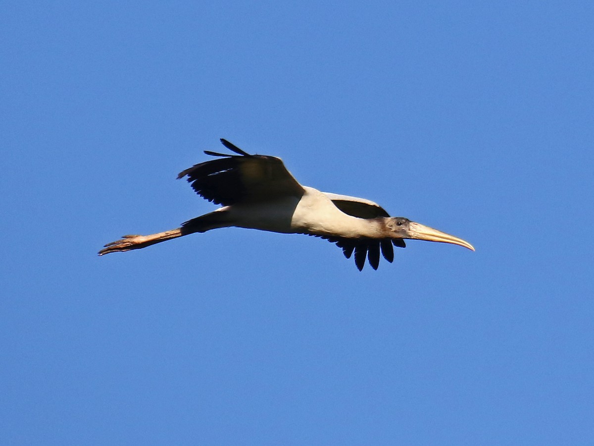 Wood Stork - ML167812061