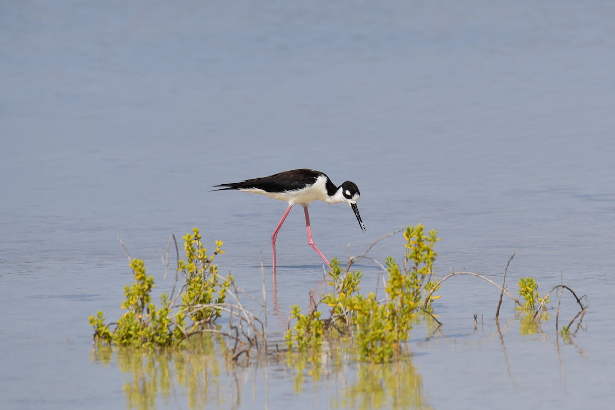 Black-necked Stilt - Hannes Leonard