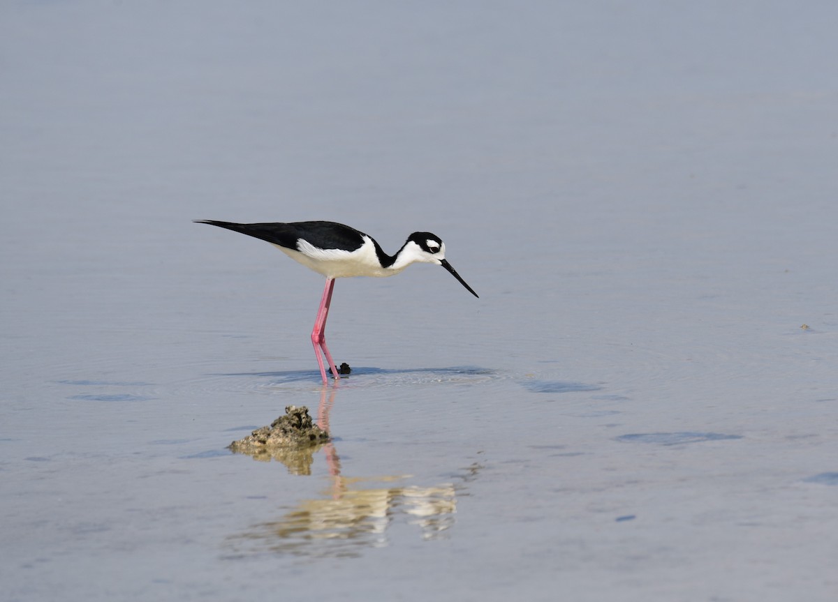 Black-necked Stilt - Hannes Leonard