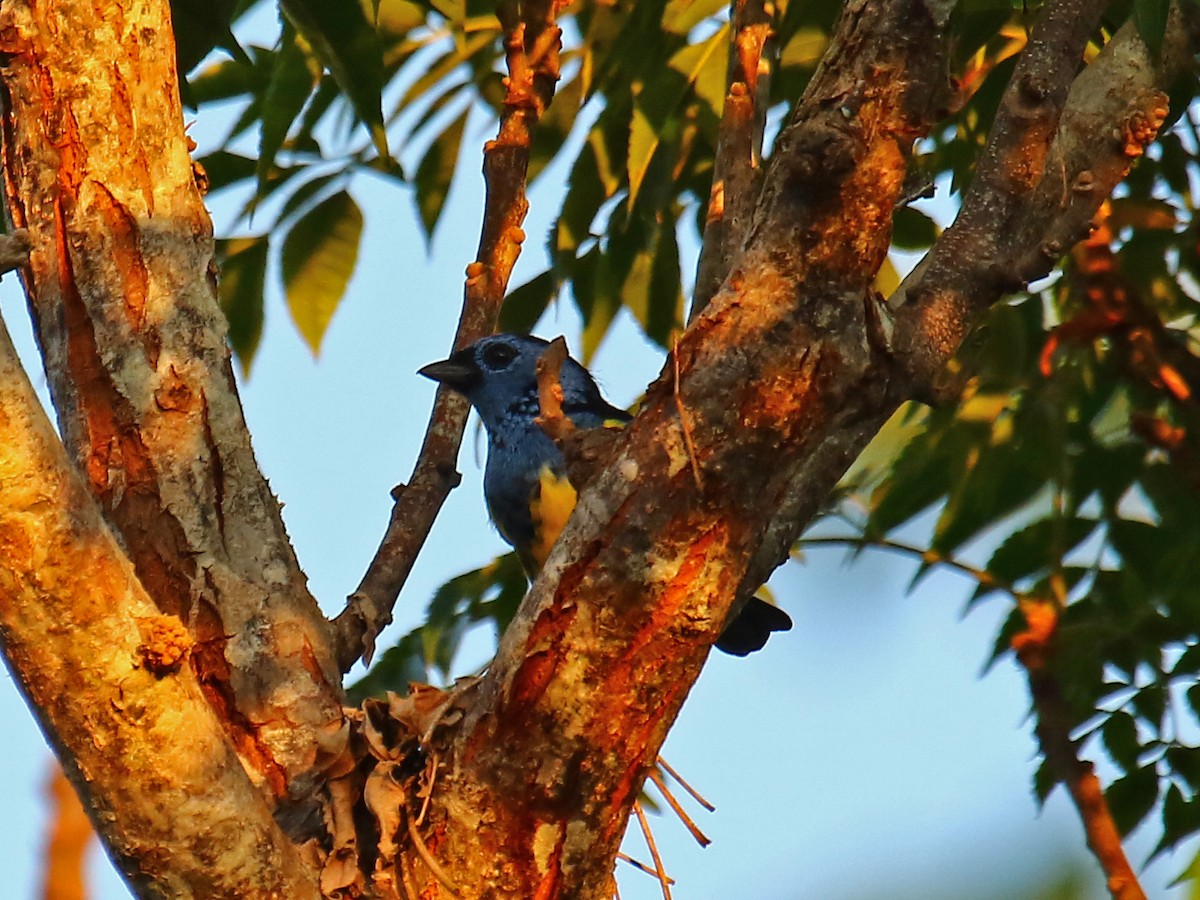 Turquoise Tanager - ML167812391