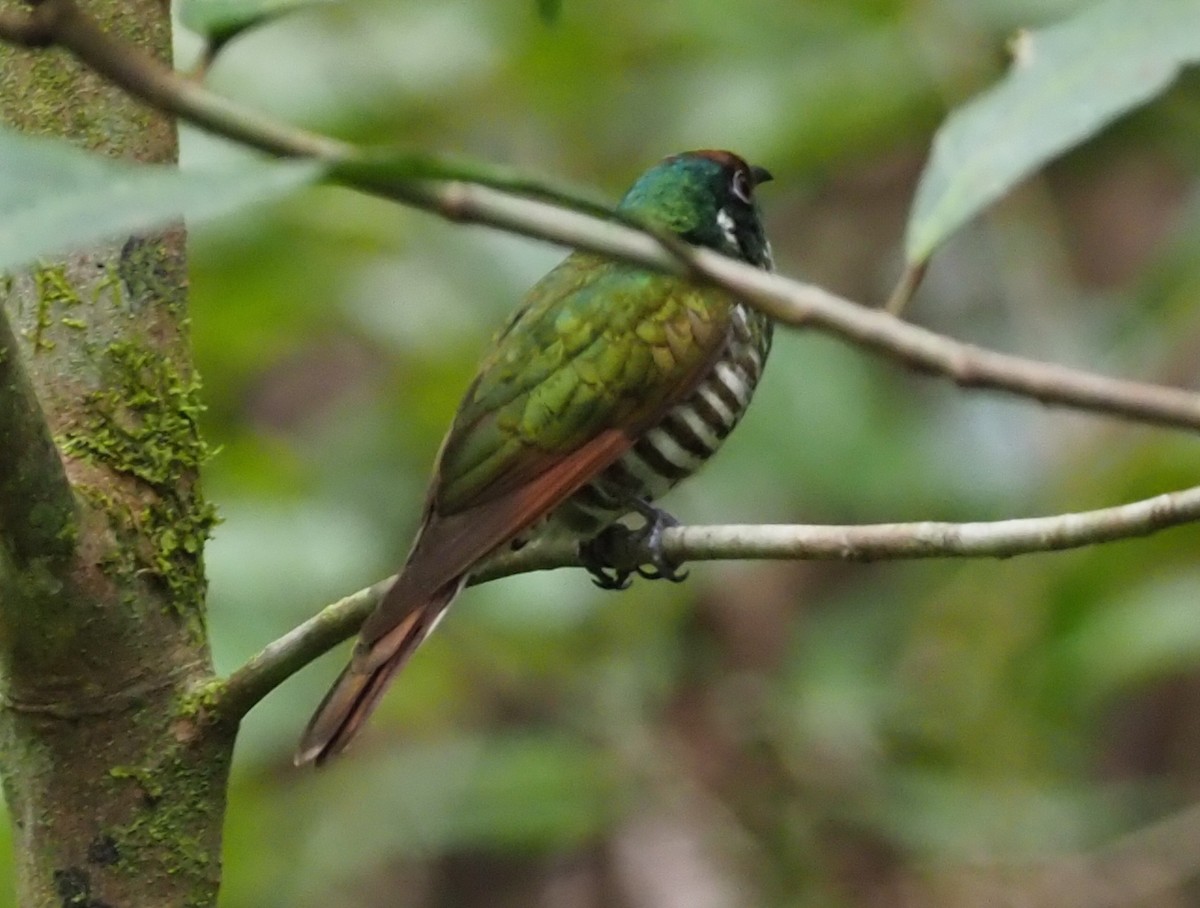 White-eared Bronze-Cuckoo - ML167812581