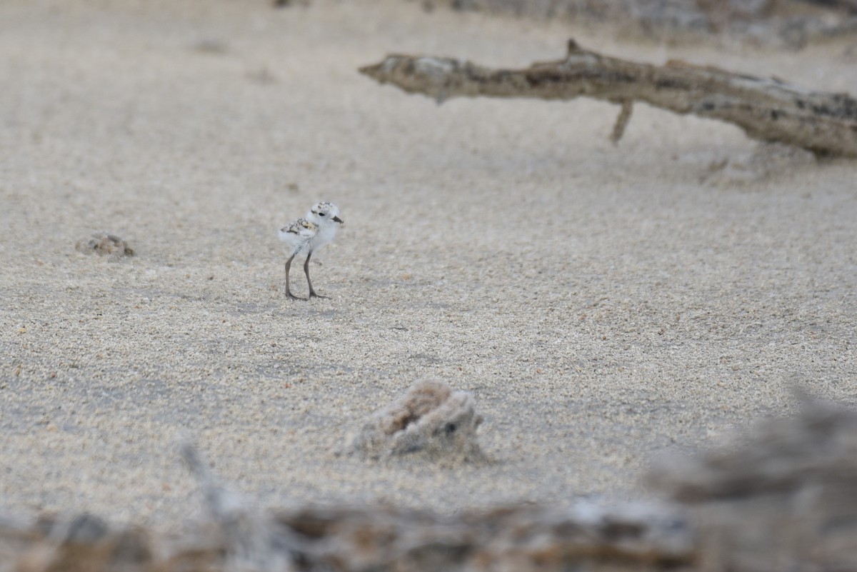 Snowy Plover - ML167812821