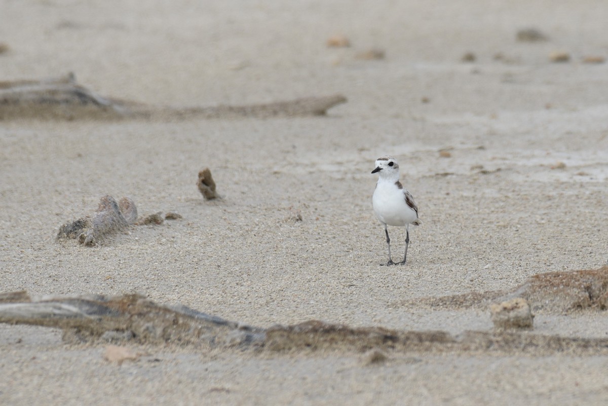 Snowy Plover - Hannes Leonard