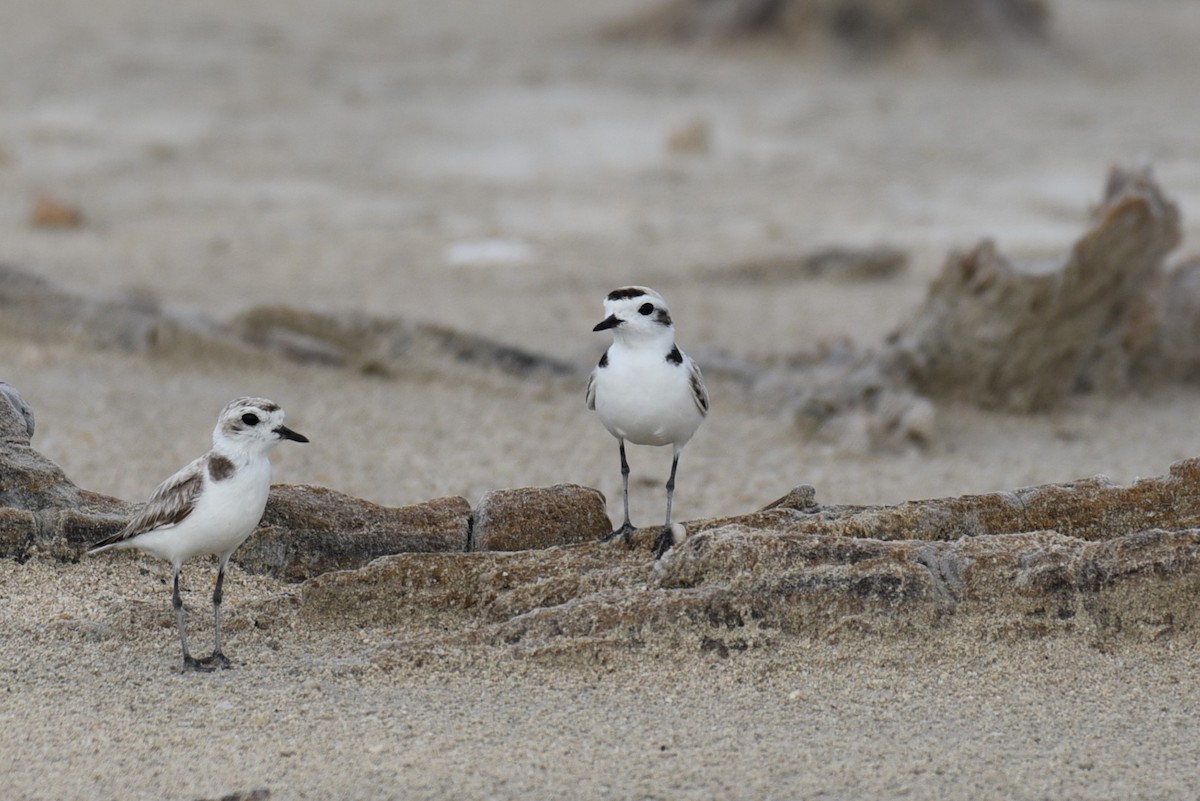 Snowy Plover - Hannes Leonard